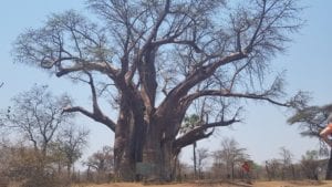 Arvore Baobab com mais de 1000 anos, Victoria Falls, Zimbabwe