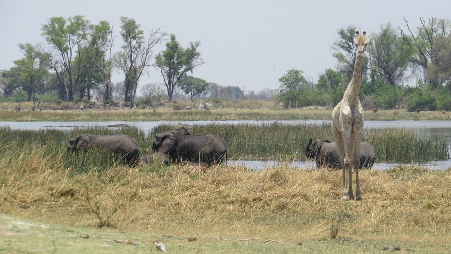 Girafa e Elefantes Walk Safari no Delta do Okavango, Botswana
