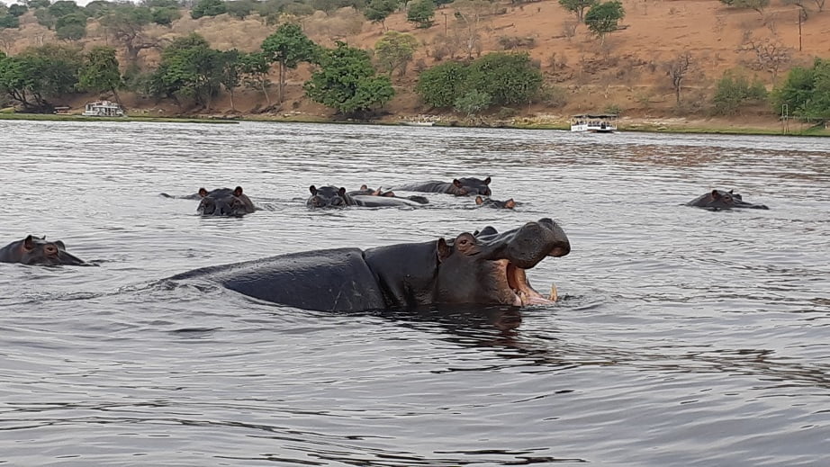 Hipopotamos no Rio Chobe, Overland Tour em Botswana