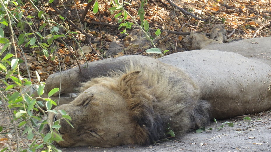 Leãozinho tirando uma soneca no Parque Chobe, Botswana