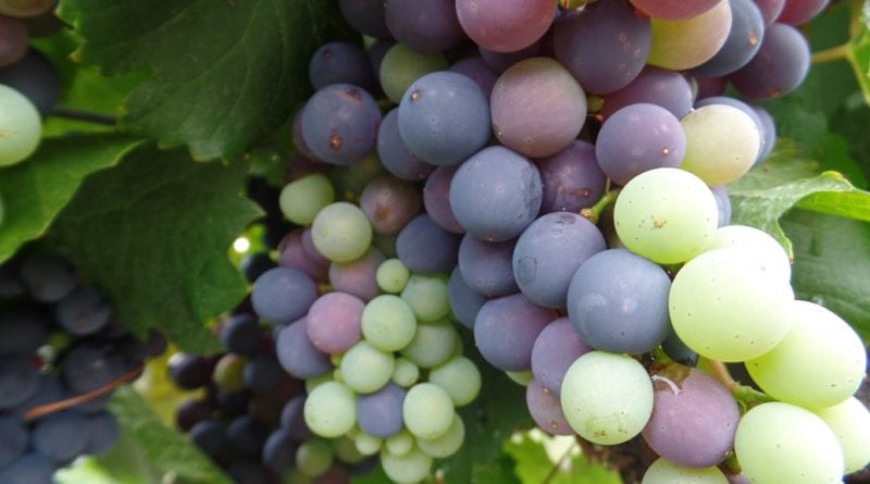 Uvas nas videiras de Yacochuya em Cafayate, Norte da Argentina